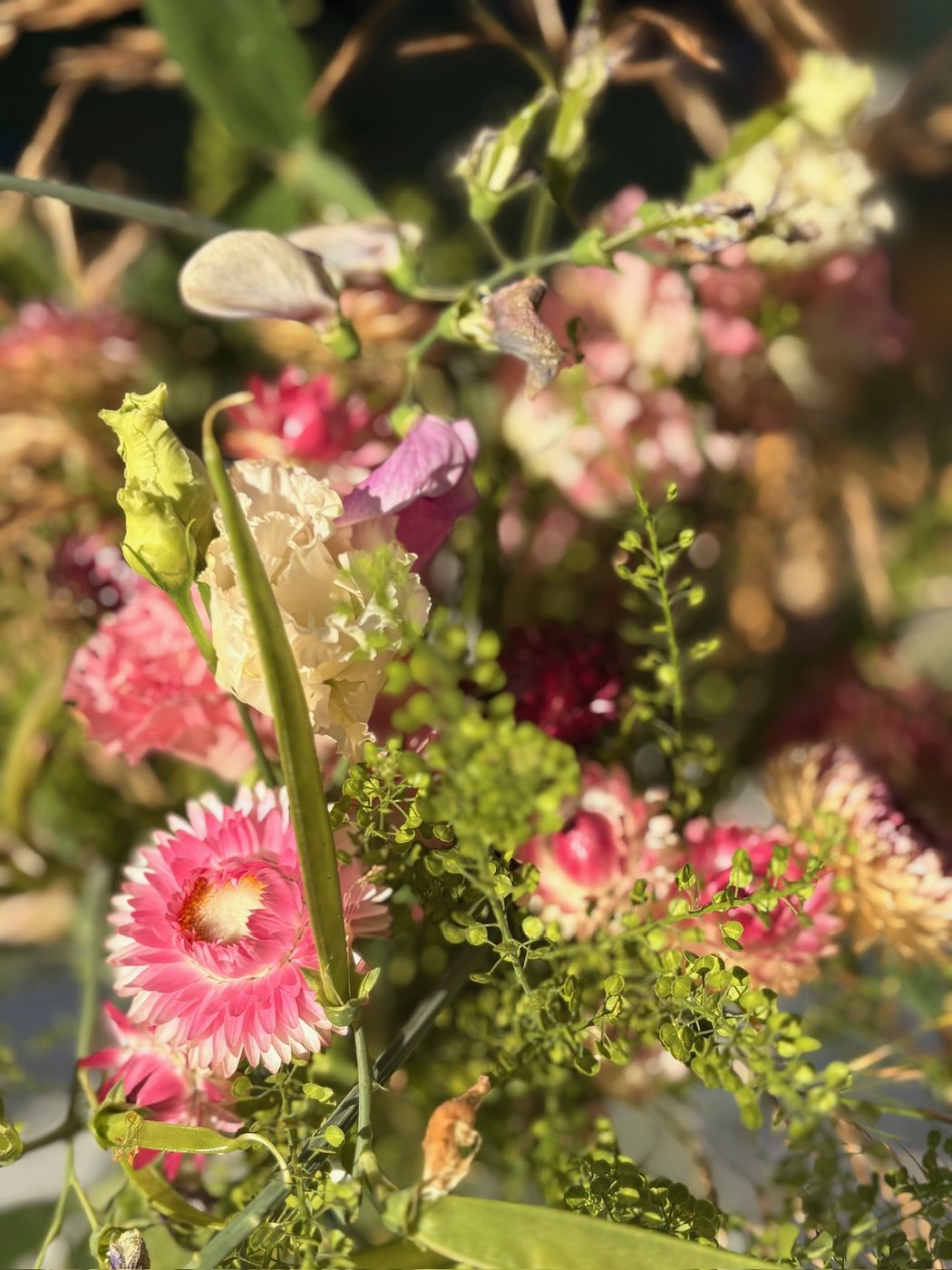Rosa Blütenpracht